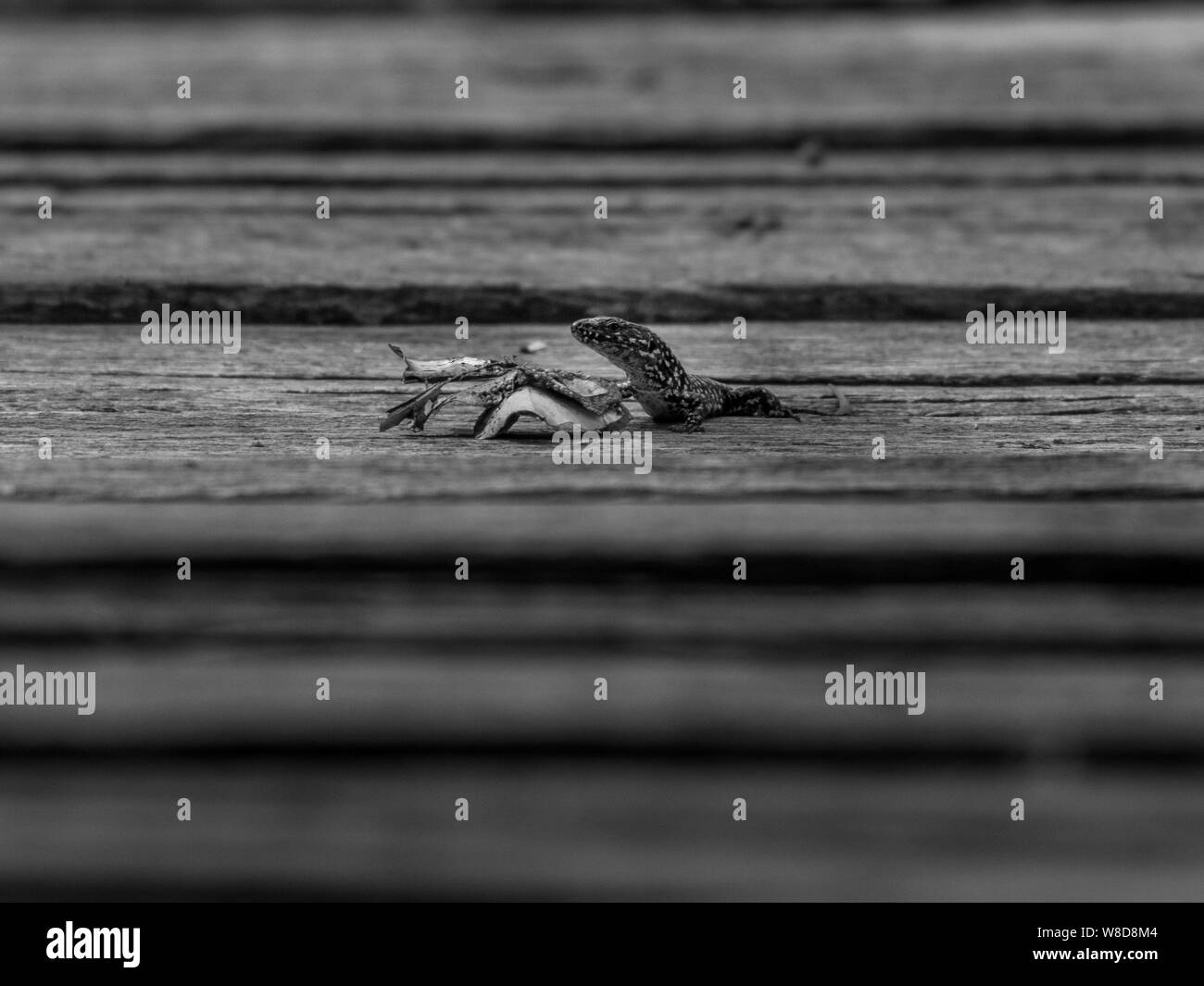 Tiere, die über ein Jahr in der italienischen Regionalen Naturpark Tevere Farfa Stockfoto