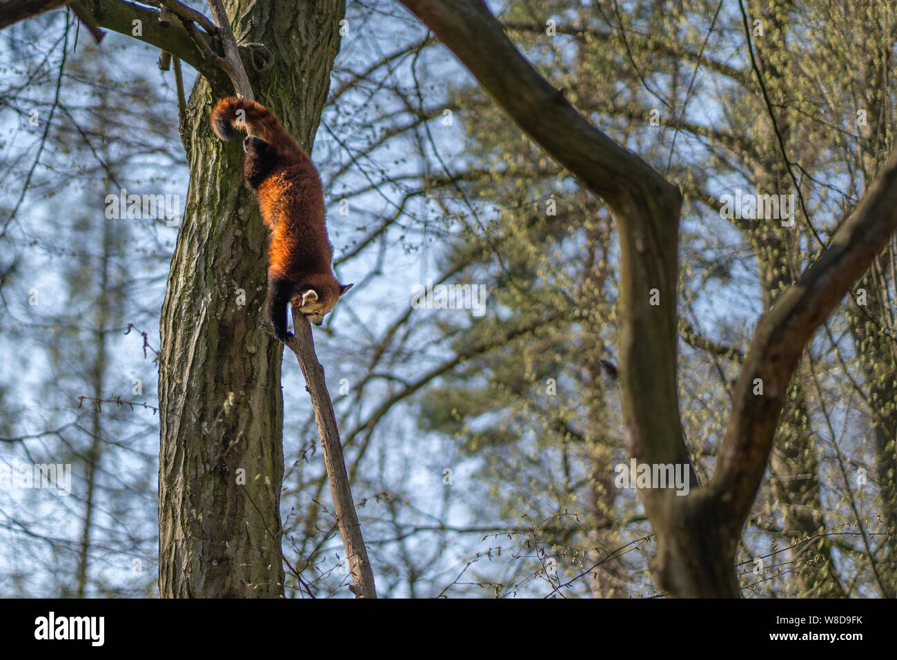 Red pamda oder weniger Panda ist Klettern vom Baum Stockfoto