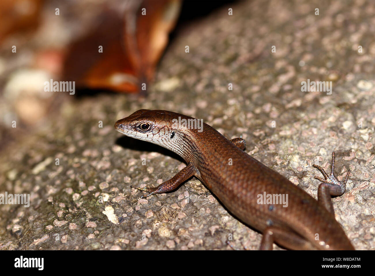 Makroaufnahme einer kleinen Eidechse im Dschungel in Papua Neuguinea. Stockfoto