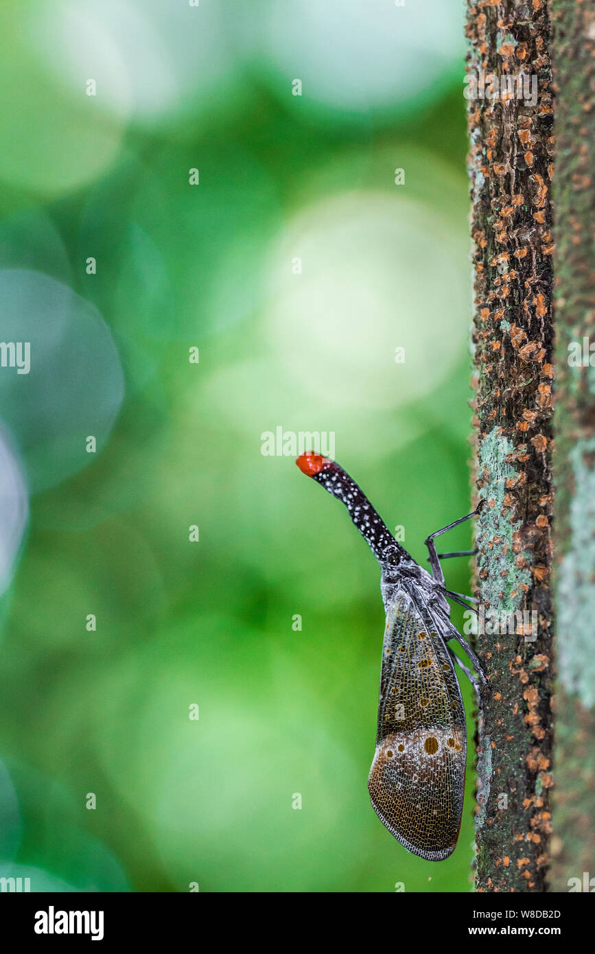 Schöne Laterne bug (Fulgorid planthoppers) Kriechen auf Baumstamm im Jungle Stockfoto