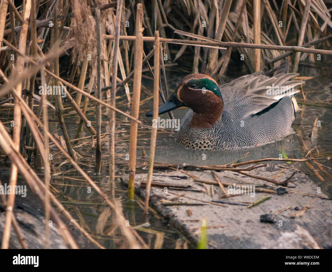 Tiere, die über ein Jahr in der italienischen Regionalen Naturpark Tevere Farfa Stockfoto