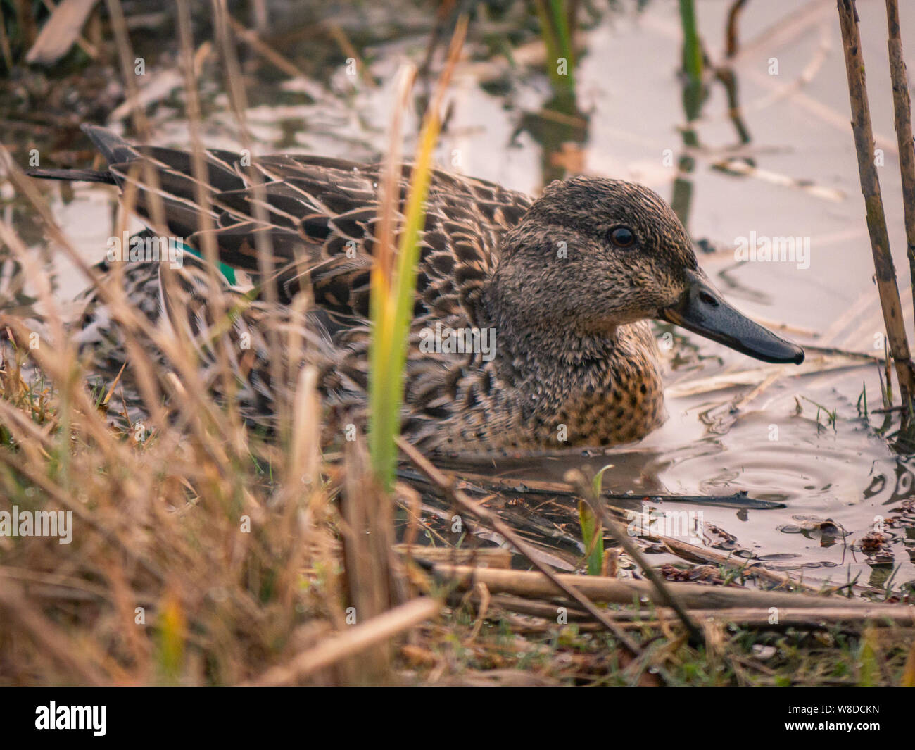 Tiere, die über ein Jahr in der italienischen Regionalen Naturpark Tevere Farfa Stockfoto