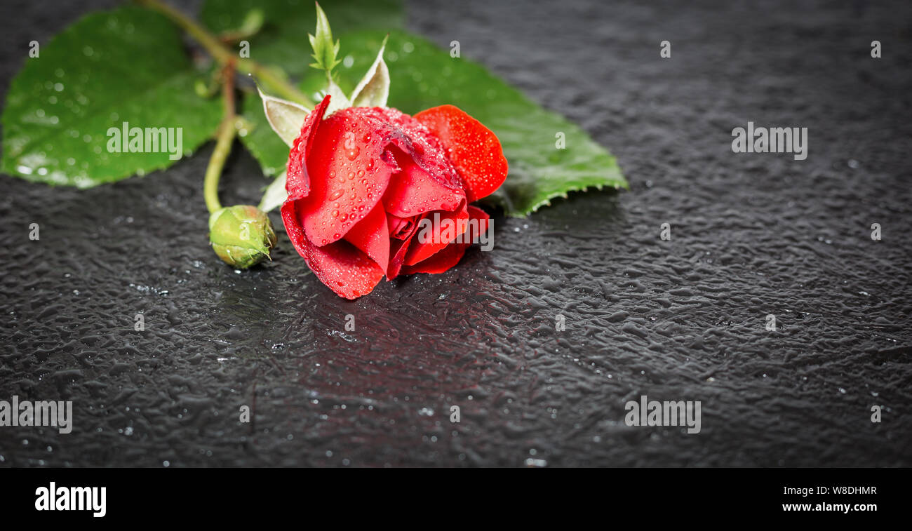 Nahaufnahme der schöne rote Rose mit Wassertropfen auf schwarzen  Hintergrund, kopieren Platz für Text Stockfotografie - Alamy