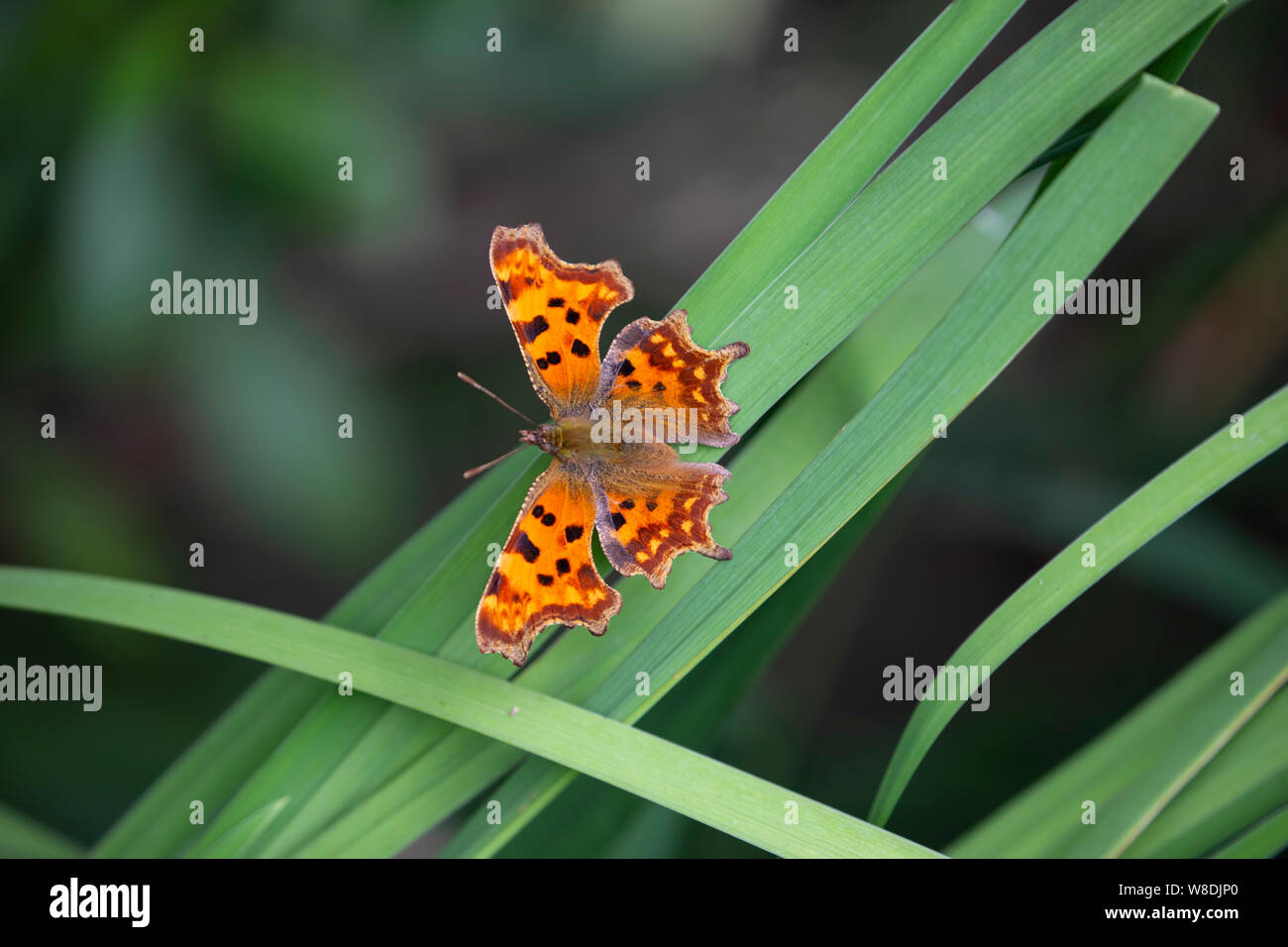Komma Schmetterling Polygonia c-Album auf breiten, grünen leaved Anlage in einem inländischen Großbritannien Garten, zeigt die auffällige eckige Kerben auf den Flügeln Stockfoto