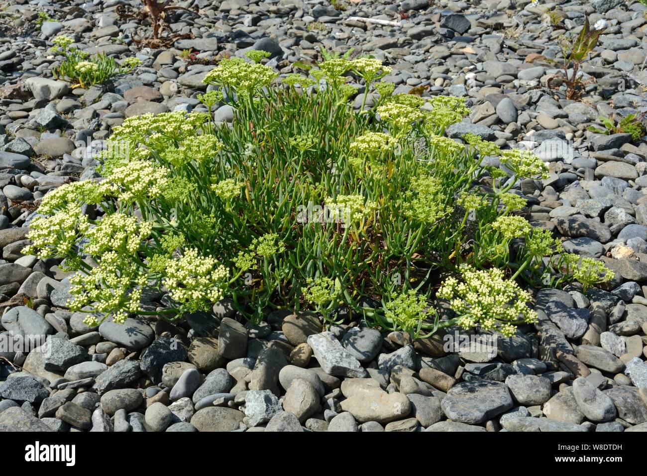Rock Queller meeresfenchel Crithmum maritimum Essbare Pflanze, die auf einem Meer Strand Küste Ceredigion Wales cymru GROSSBRITANNIEN Stockfoto