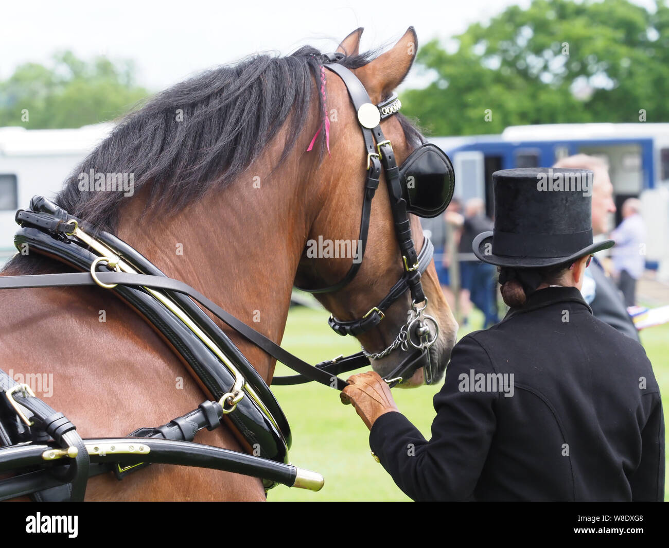 Eine Bucht Welsh Cob in voller Fahrt Kabelbaum mit einem Bräutigam gehalten wird. Stockfoto