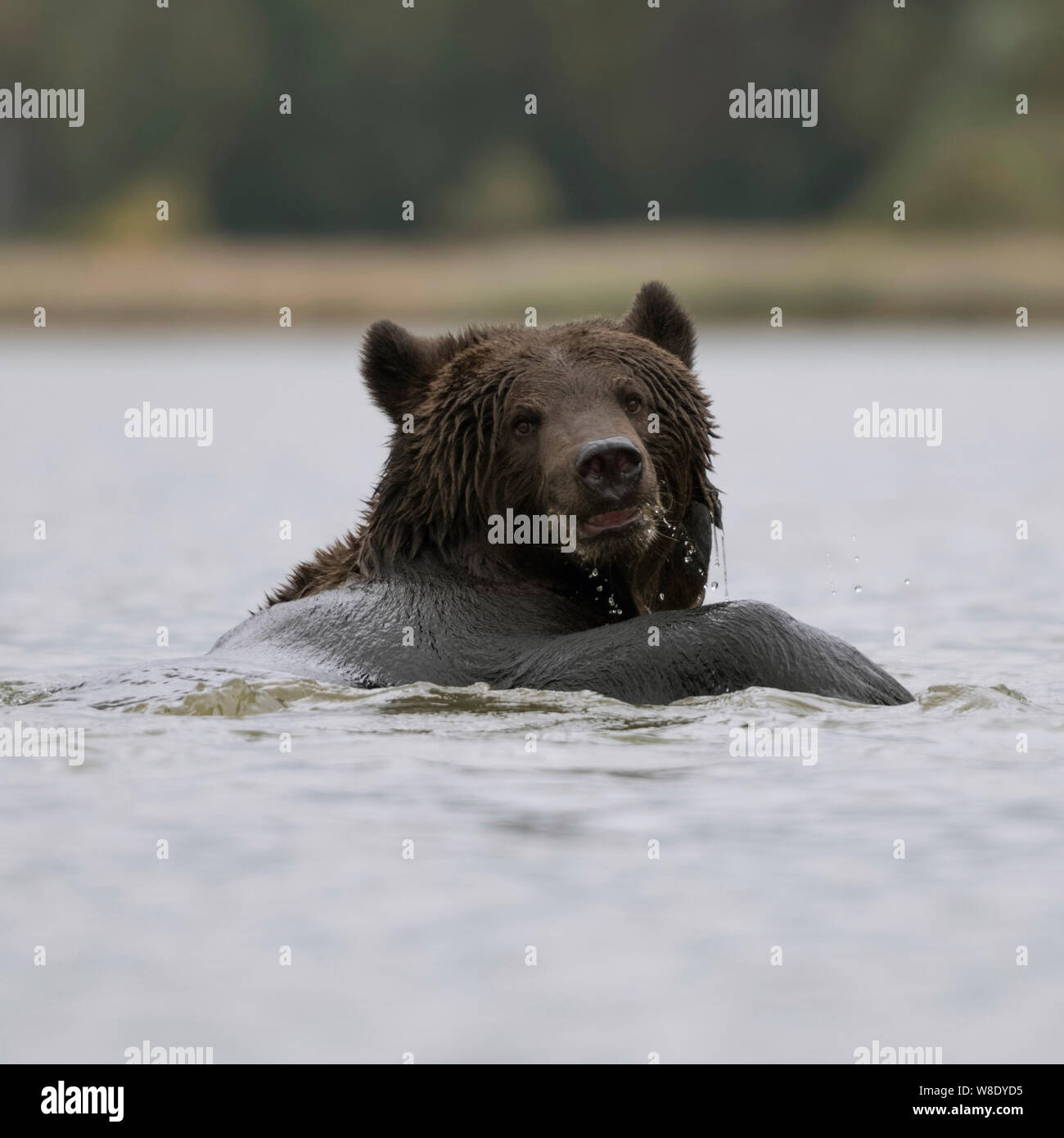 Europäische Braunbären/Europäischer Braunbaer (Ursus arctos) Schwimmen, Baden und Spielen im Wasser, in einem See, sieht lustig, Europa. Stockfoto