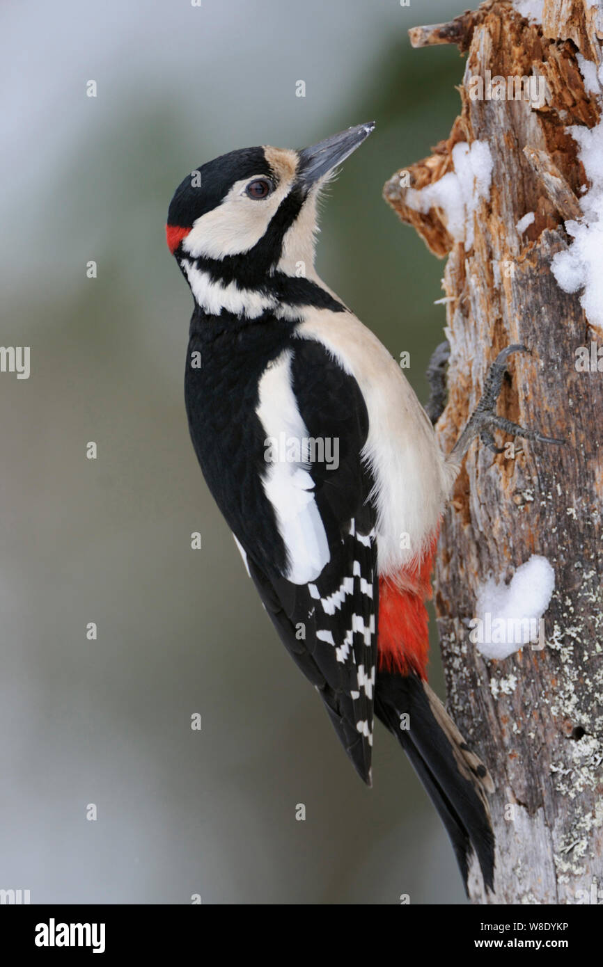 Buntspecht/Buntspecht (Dendrocopos major) Sitzung/Klettern auf einem morschen Baumstamm, auf der Suche nach Essen, Wildlife, Europa. Stockfoto