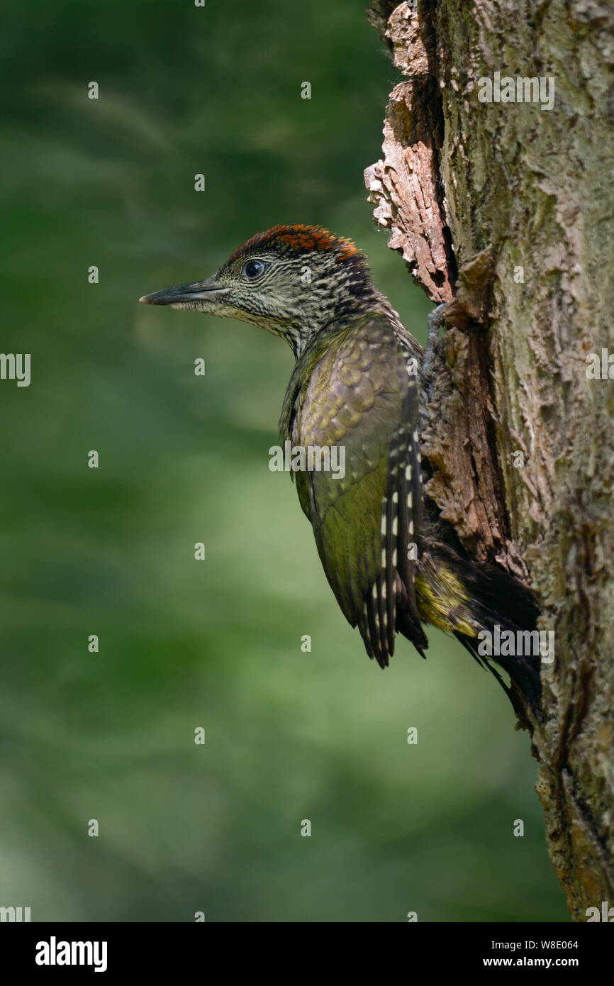 Grünspecht / Grünspecht (Picus viridis), gerade flügge gewordenen jungen, Küken gerade nach dem Ausscheiden aus seinem Nest hole, auf Verschachtelung Baum, Europa thront. Stockfoto