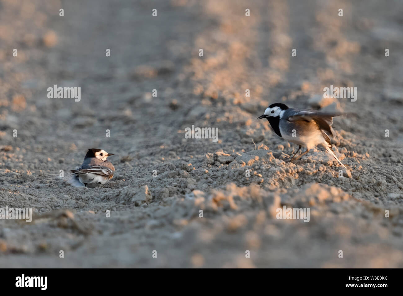 Pied Wagtail/Bachstelze (Motacilla alba), zwei Männer, auf dem Boden sitzend, auf Ackerland, kämpfen miteinander, territoriale Verhalten, Tierwelt, Stockfoto