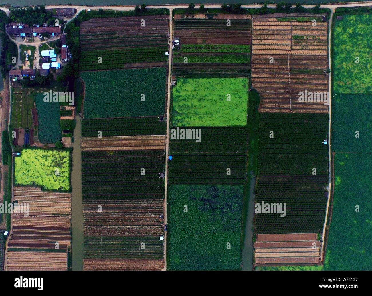 Aus der Vogelperspektive Felder in Zhuhai City, die südchinesische Provinz Guangdong, 7. August 2015. Stockfoto