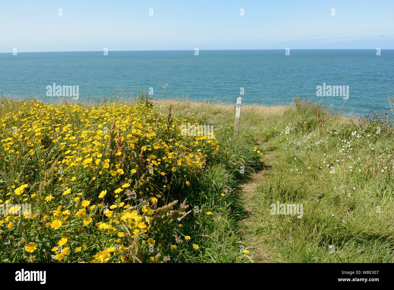 Mais Ringelblume Glebinis segetum Links in einem Naturschutzgebiet am Rande eines Feldes auf dem Ceredigion Coast Path Wales Cymru Großbritannien Stockfoto