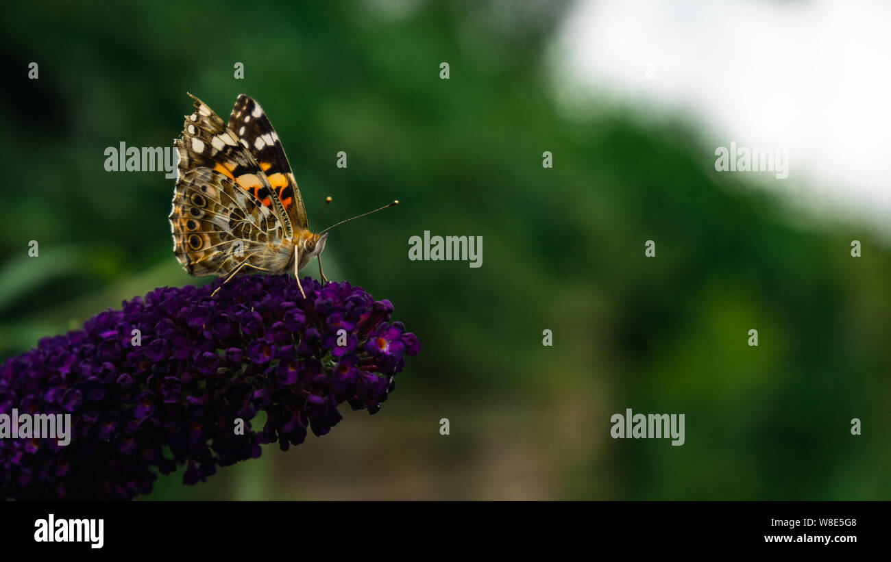 Schöne Distelfalter Schmetterling Pollen sammeln von Violett buddleja Blume Stockfoto