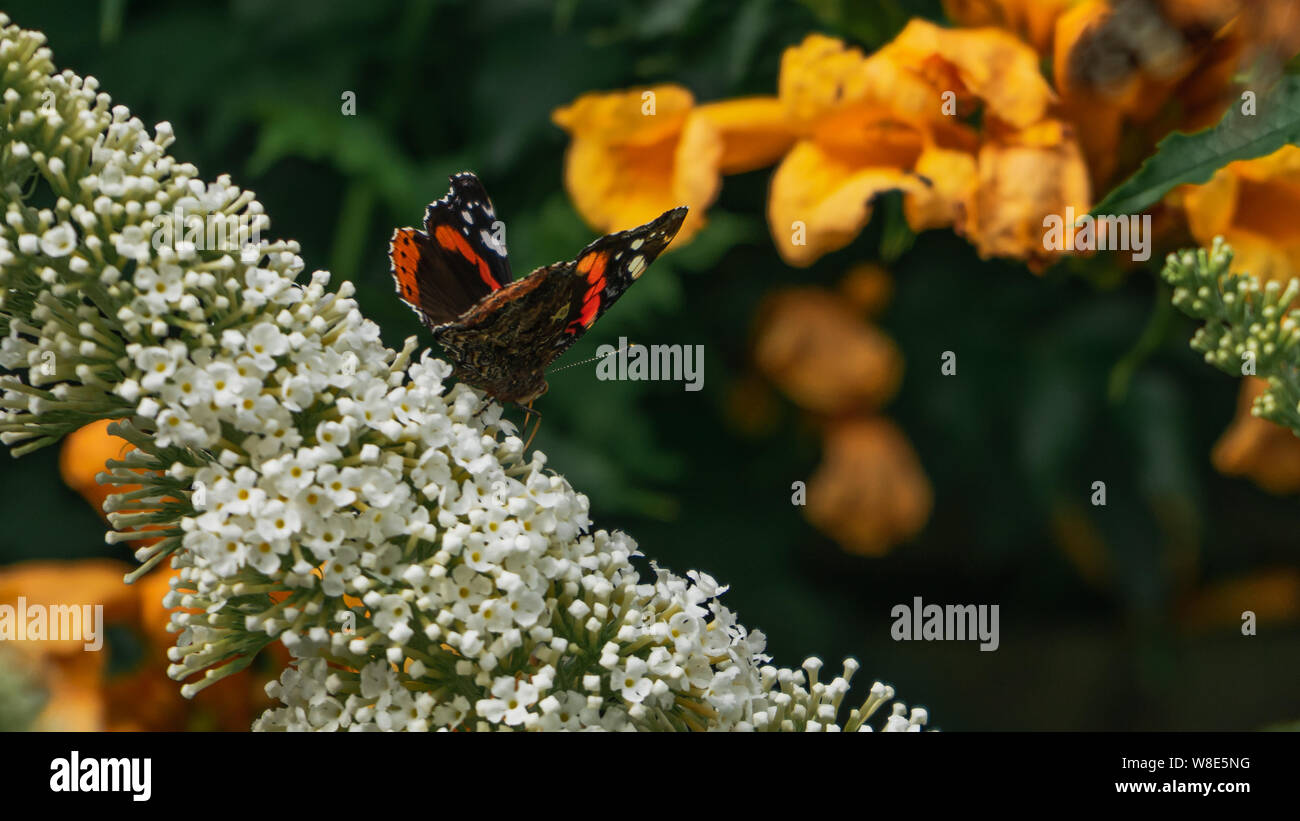 Red Admiral Schmetterling Nahaufnahme auf hellen, weißen buddleja Blumen und bunten verträumt natürlichen Hintergrund Stockfoto