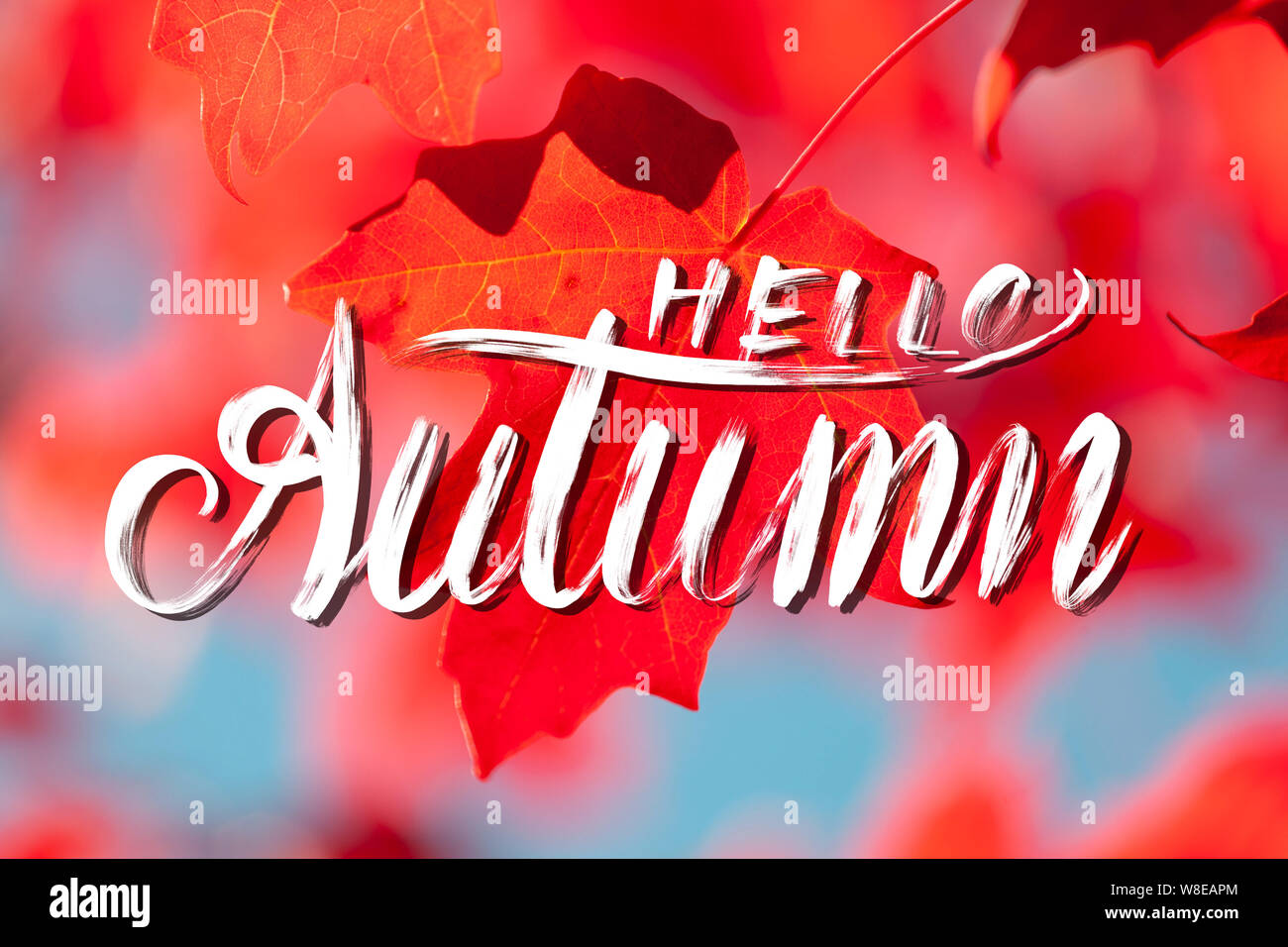 Hallo Herbst kreative Hand Schriftzüge auf Maple Leafs Hintergrund Stockfoto