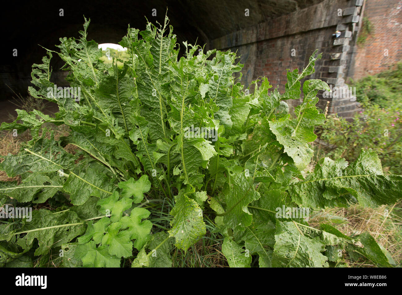 Wild horseradish Fotos und Bildmaterial in hoher Auflösung Alamy