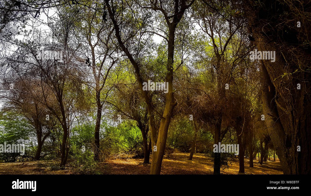 Holz, Wald Stockfoto