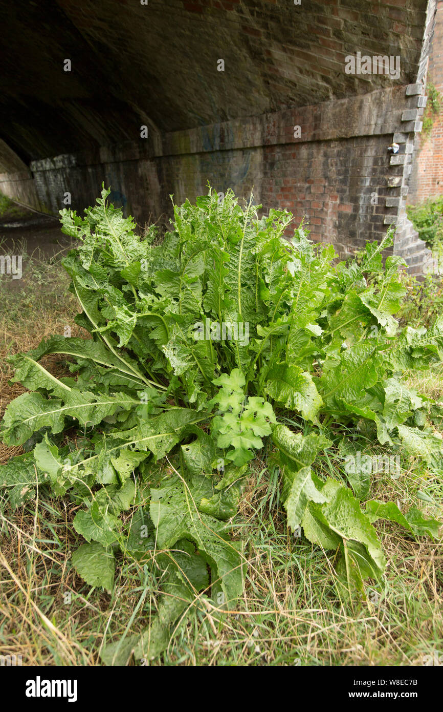 Wild Meerrettich, Armoracia rusticana, wächst an den Ufern des Flusses