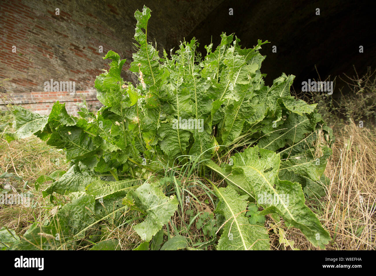 Wild horseradish Fotos und Bildmaterial in hoher Auflösung Alamy
