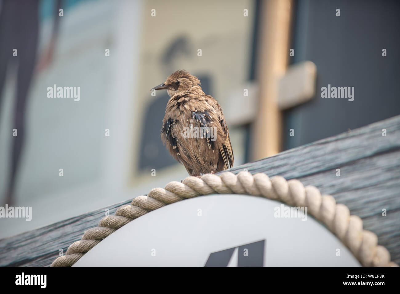 Boardmasters Surf Wettbewerb 2019 Stockfoto