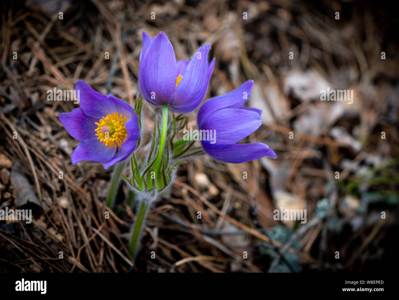 Pulsatilla patens oder Östliche Küchenschelle und cutleaf Anemone close-up. Frühling Blumen der Saison Stockfoto