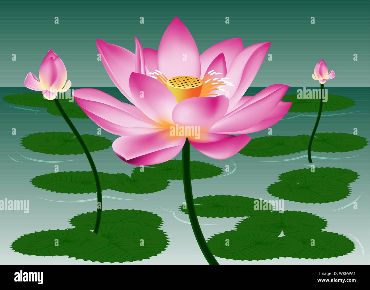 Schöne rosa Lotus Pflanze Blumen blühen in den Teich Stock Vektor