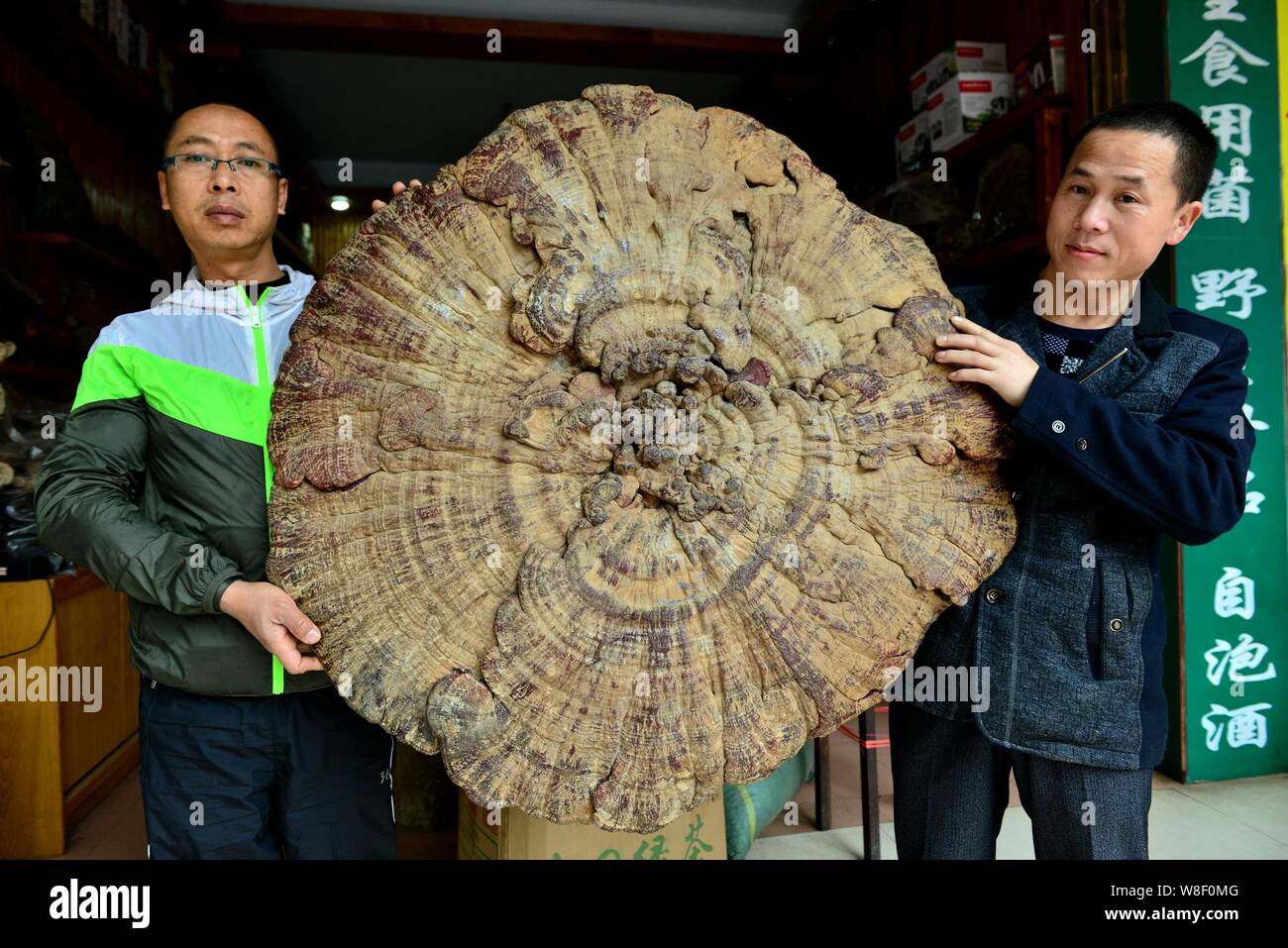 Wei Fangning, rechts, zeigt einen riesigen Pilz (ganoderma lucidum) in seinem lokalen Spezialitäten shop in Hezhou City, South China Guangxi Provinz, am 5. Januar Stockfoto