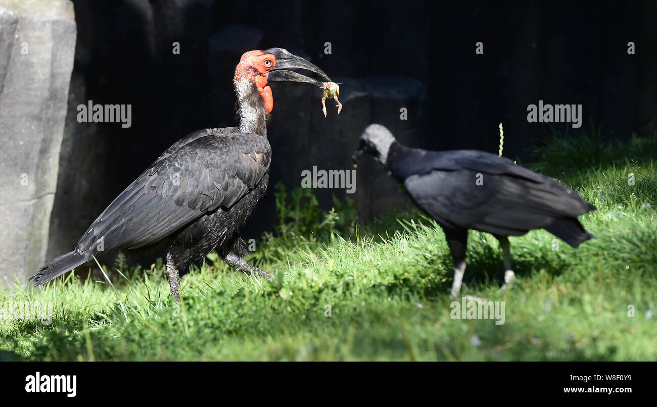 L-R eine südliche Hornrabe (Bucorvus leadbeateri) und eine schwarze Geier (Coragyps atratus) sind im Zoo Olomouc, Tschechische Republik, am 9. August 2019 gesehen. (CTK Photo/Ludek Perina) Stockfoto