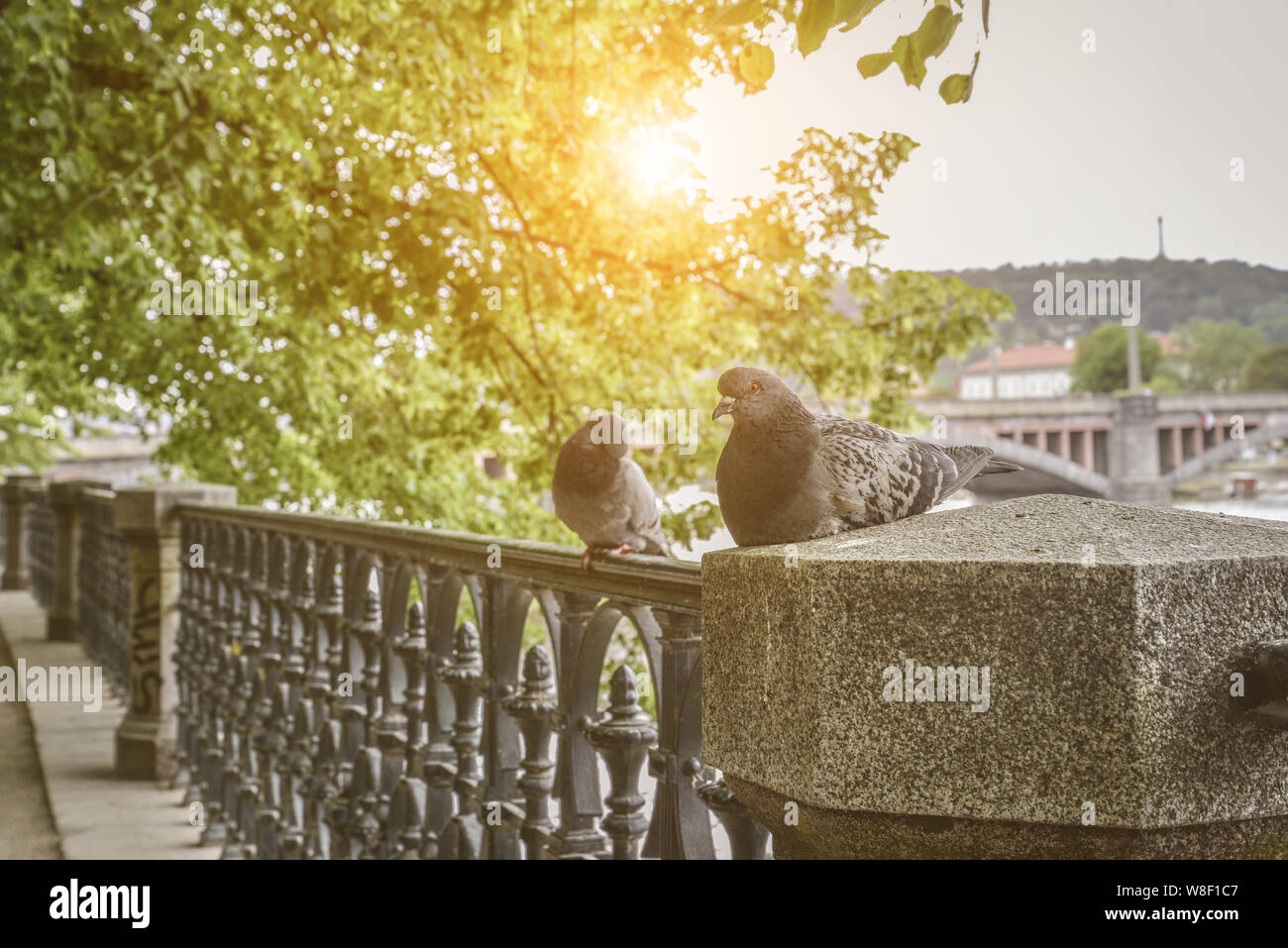 Ein paar Tauben auf Prag Bahndamm bei Sonnenuntergang closeup Stockfoto
