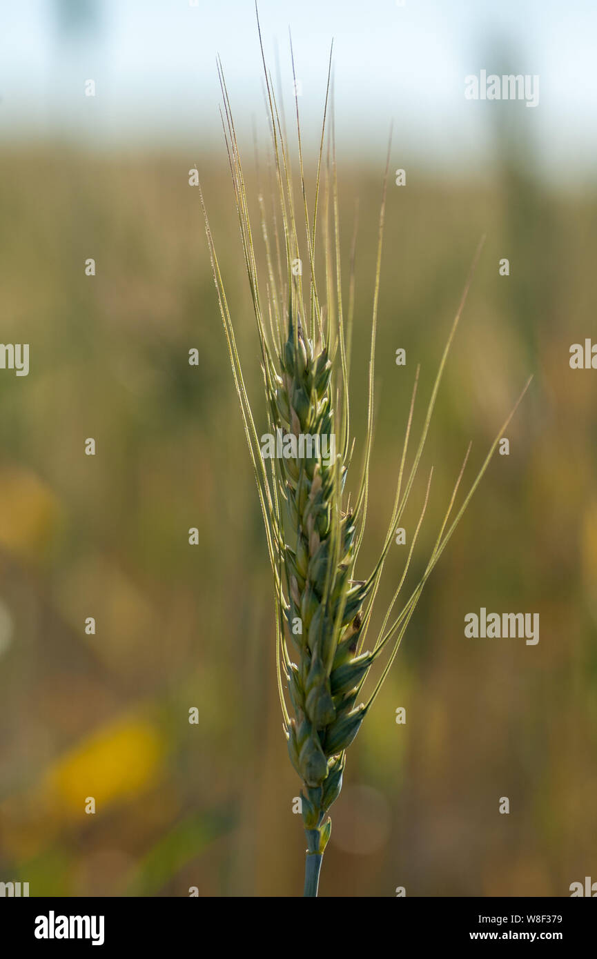 Reif Roggen Ohren auf einem Feld an der Grenze zum Gazastreifen. Israel. Nordwestlichen Negev. Erfolgreiche Landwirtschaft Erfahrung in der Wüste Stockfoto