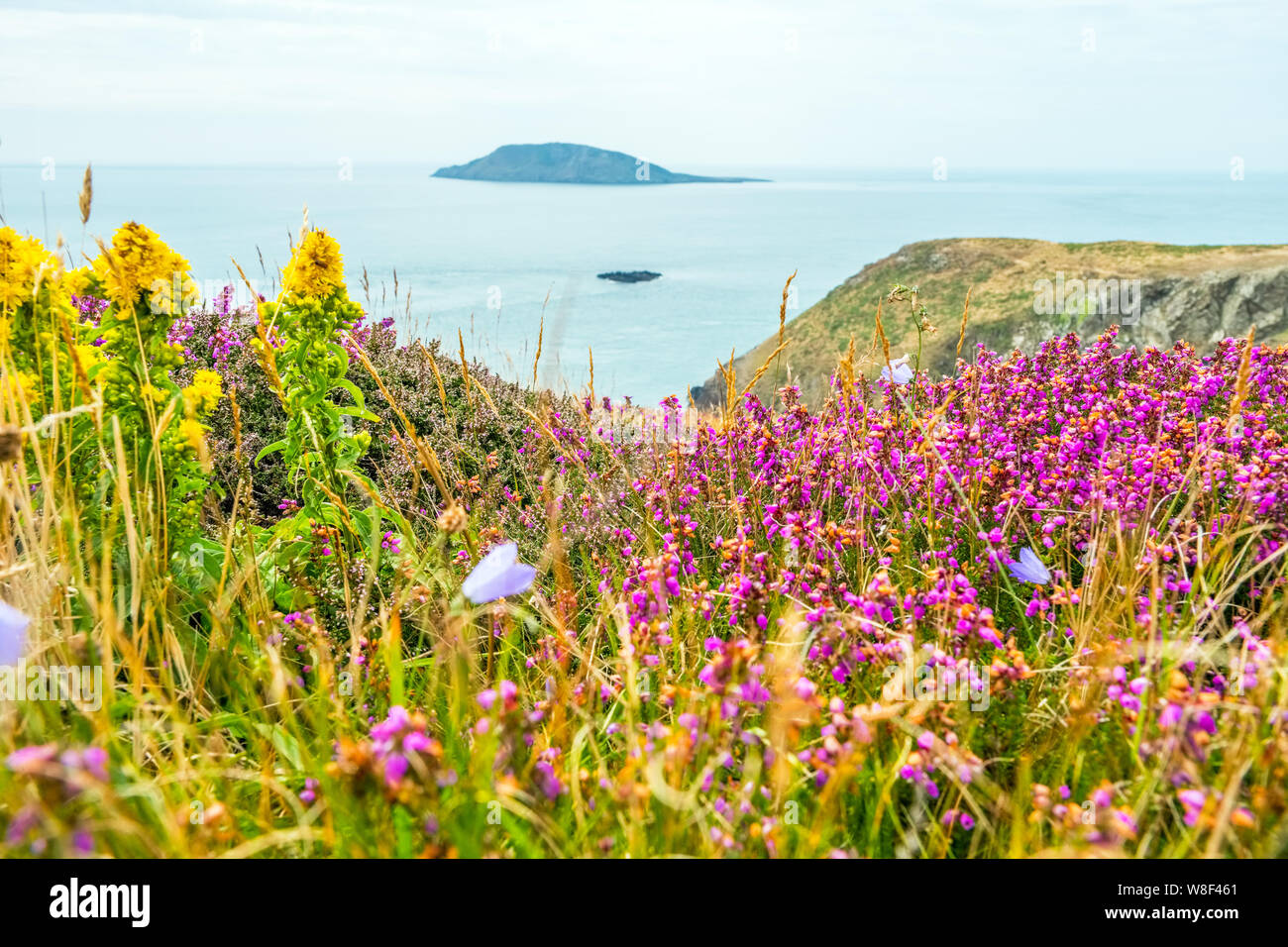 Ein Teppich von Wildblumen auf Klippen von lleyn (Llyn) Halbinsel mit Bardsey Island in der Ferne, Wales, Großbritannien Stockfoto