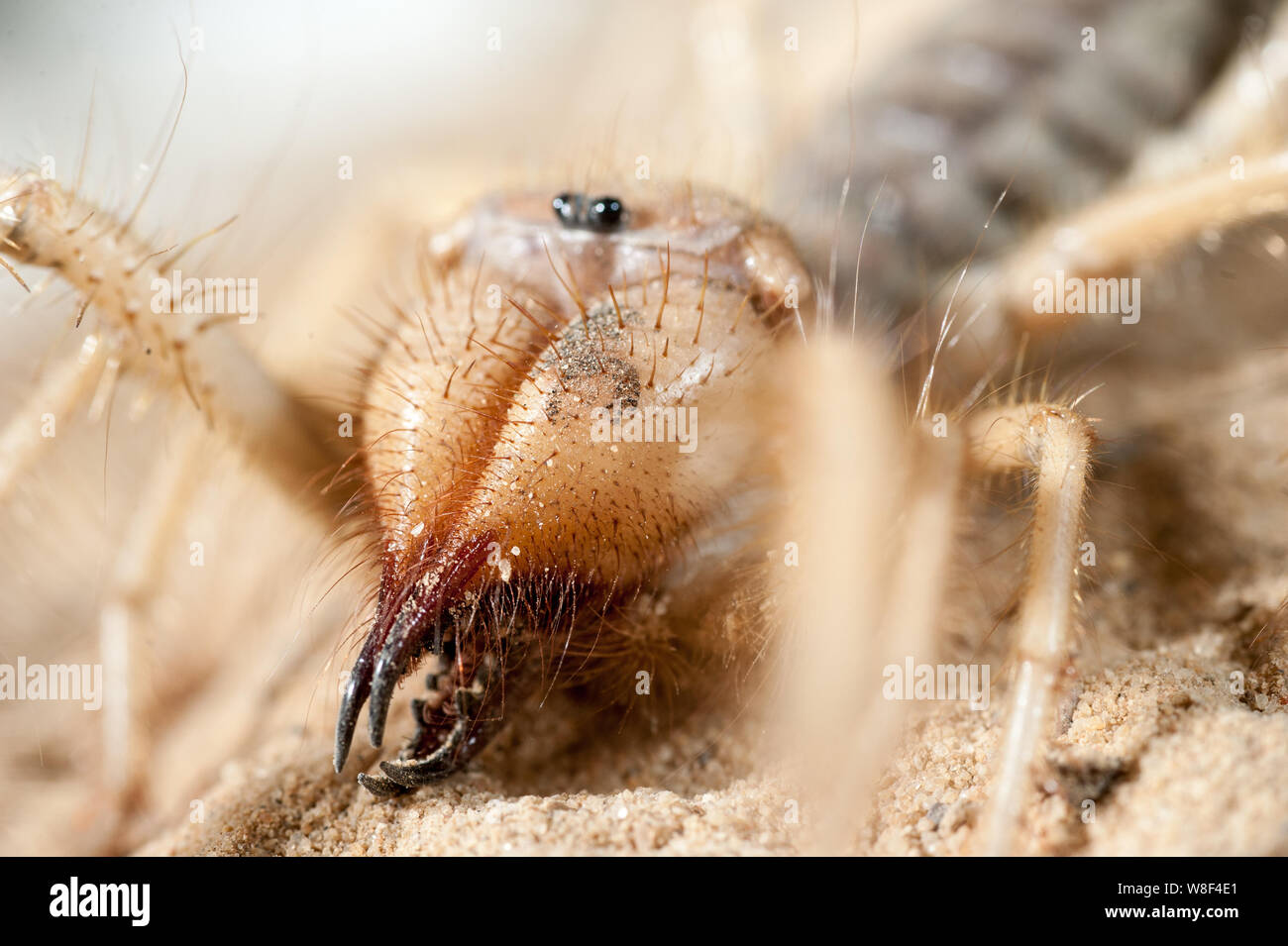 Nahaufnahme des Nahen Osten wind Scorpion. Im Prozess der Aufnahme der Spider wurde nicht verletzt, und nachdem es in die Umwelt freigesetzt. Stockfoto