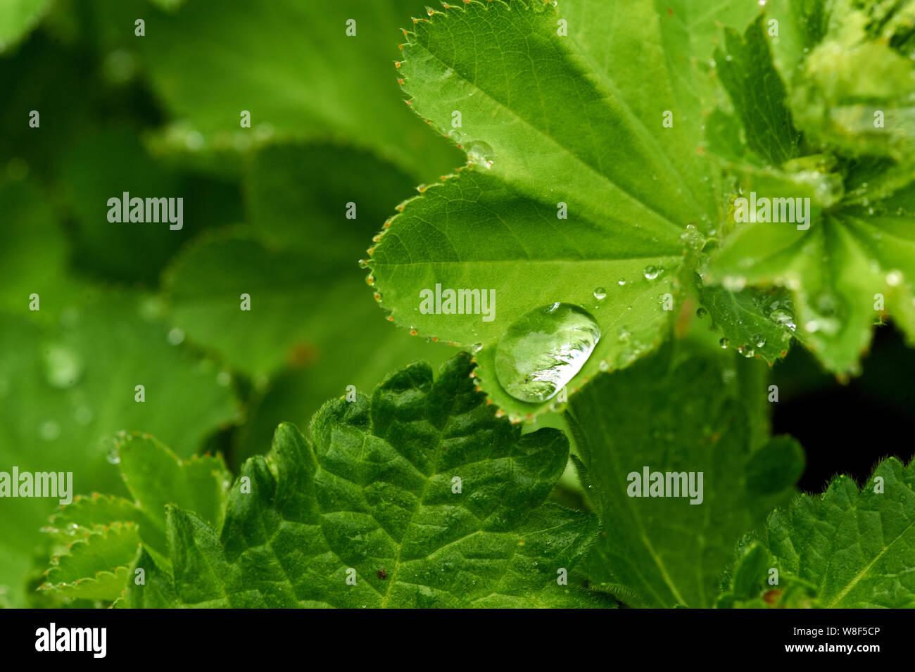 Große Tropfen Wasser an der grünen Blätter. große Regentropfen Makro. frische Hintergrund in grün Tönen Stockfoto