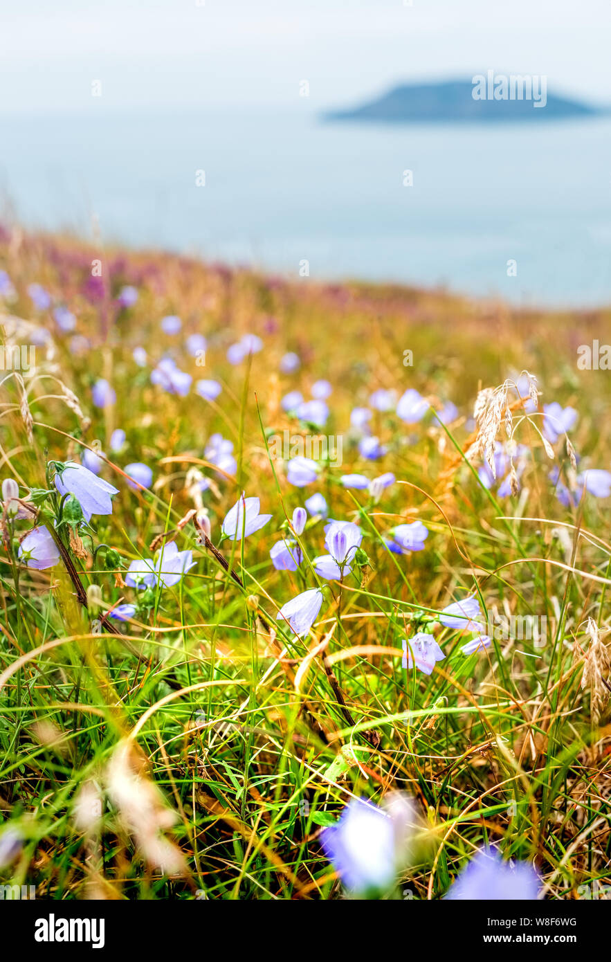 Ein Teppich von Wildblumen auf Klippen von lleyn (Llyn) Halbinsel mit Bardsey Island in der Ferne, Wales, Großbritannien Stockfoto