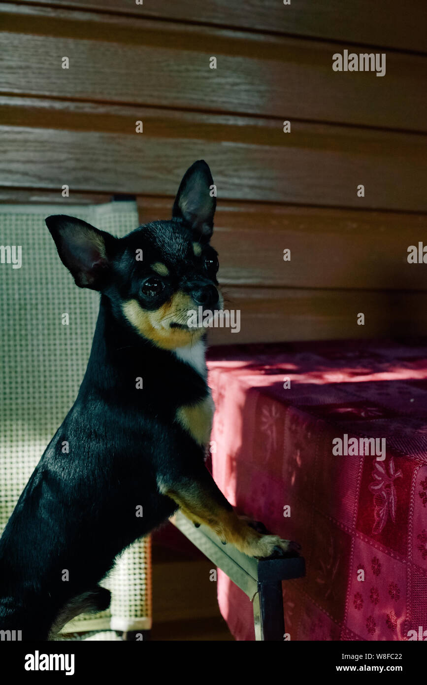 Schwarzes Hundecafe Stockfotos und -bilder Kaufen - Alamy