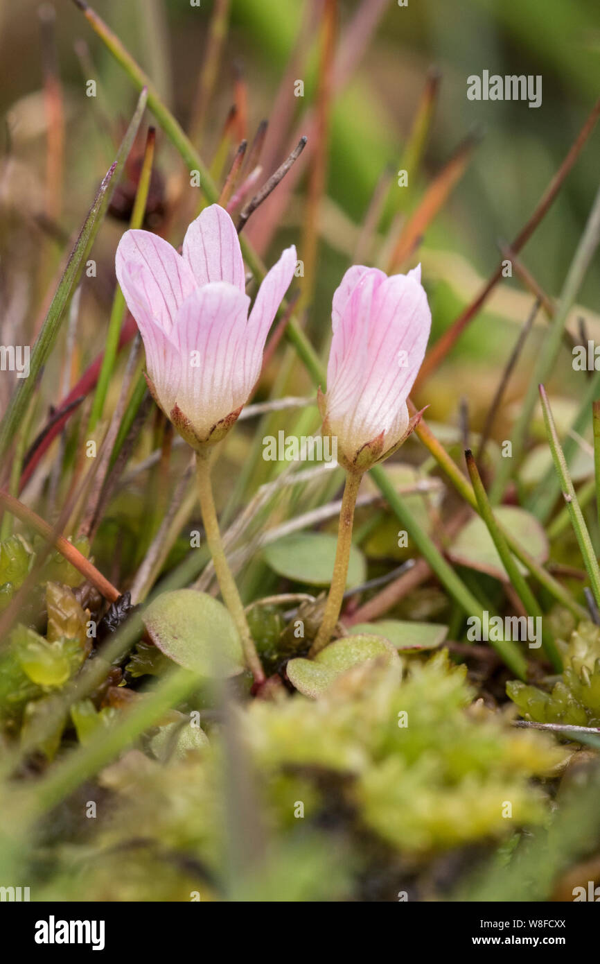 Pimpernels in blumenwiese Fotos und Bildmaterial in hoher Auflösung