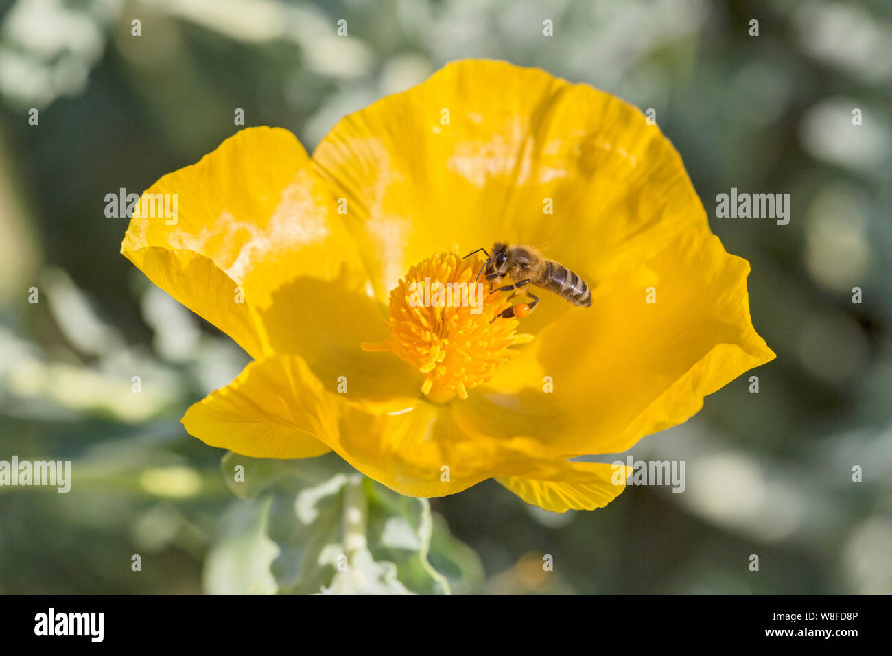 Gelben gehörnten - Mohn (Glaucium flavum) mit Biene bestäubt, Kreta, Griechenland, 21. April 2015 Stockfoto
