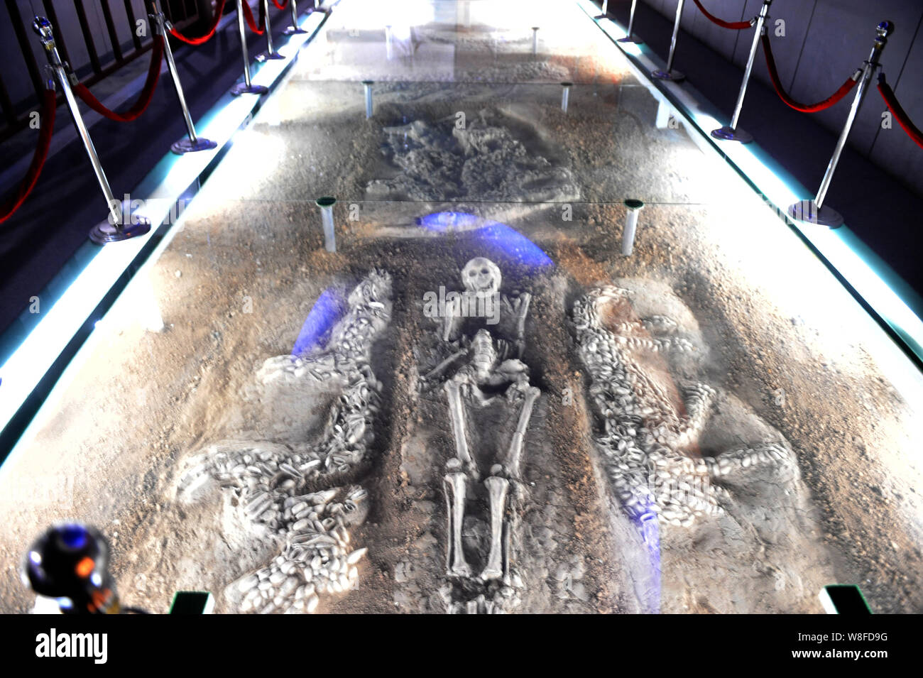 Das Bild am 26. Januar 2012 in einem Museum zeigt den Körper eines großen erwachsenen männlichen durch zwei Mosaiken aus weißen clam Muscheln entstanden flankiert, ein Tiger Desig Stockfoto