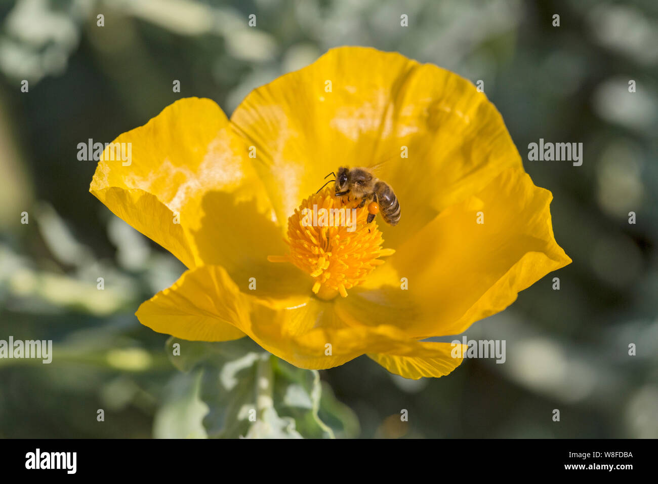 Gelben gehörnten - Mohn (Glaucium flavum) mit Biene bestäubt, Kreta, Griechenland, 21. April 2015 Stockfoto