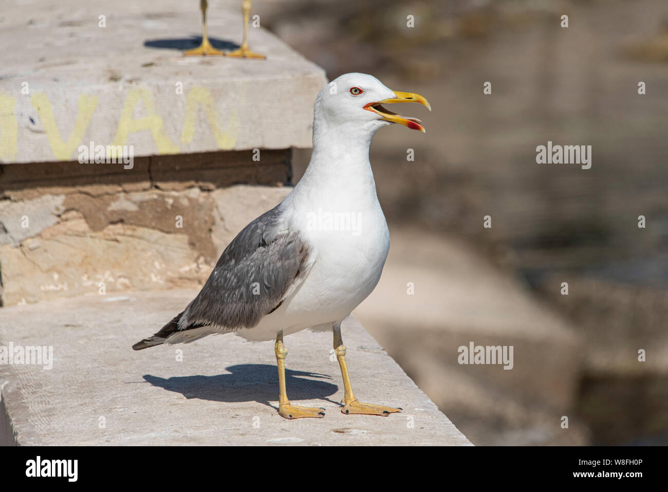 Yellow-legged Gull (Larus michahellis) steht mit seinem Schnabel auf einer Wand, Trapani, Sizilien öffnen Stockfoto