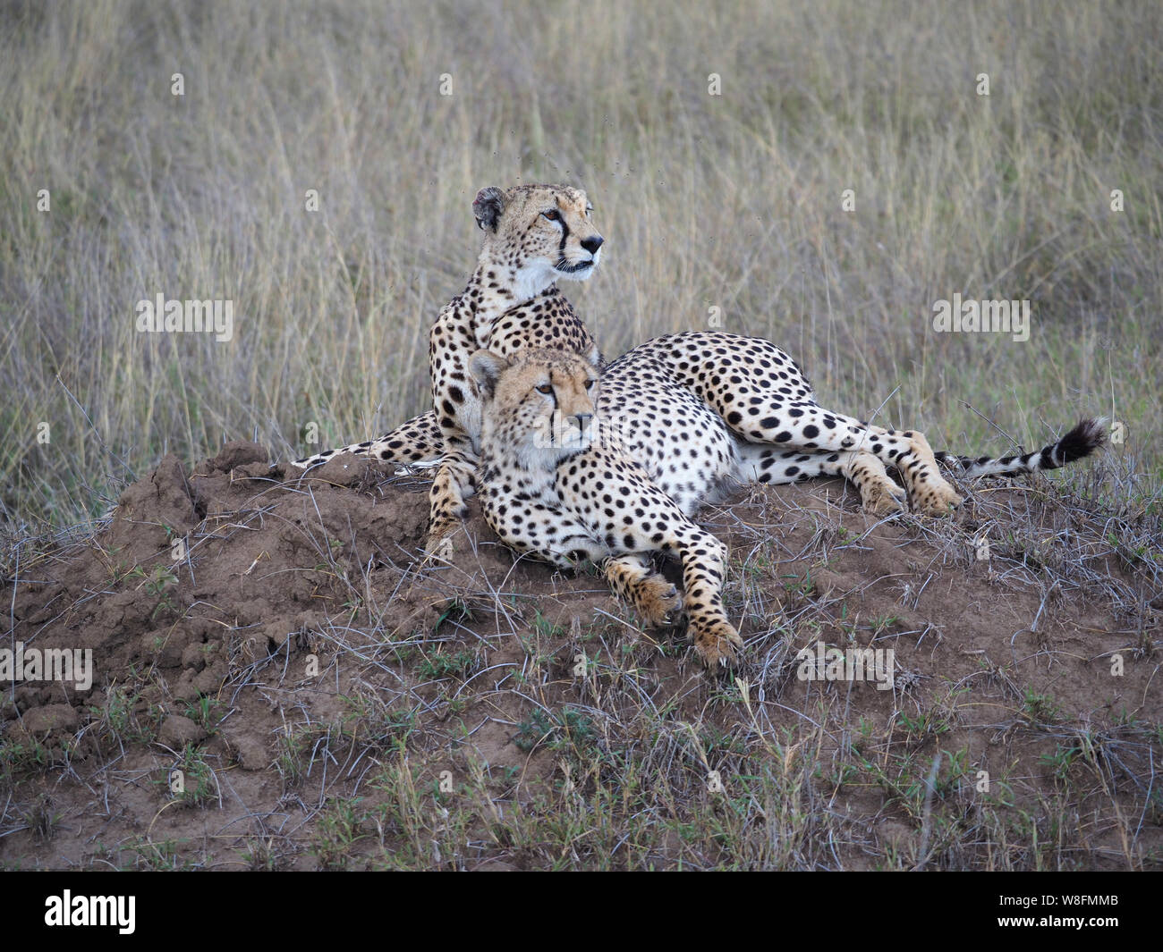 Afrikanische Geparden Serengeti Paar Afrika Stockfoto