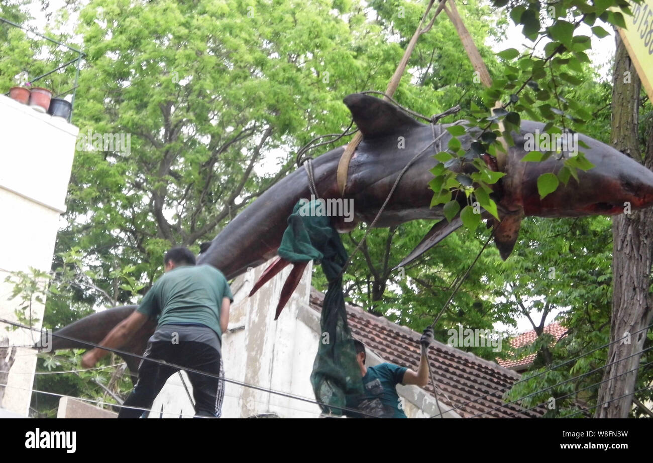 Ein toter Weißer Hai, sechs Meter lang und über 500 kg Gewicht wird durch einen Kran an einem Haus in der Stadt Qingdao, East China Shandong provi angehoben Stockfoto