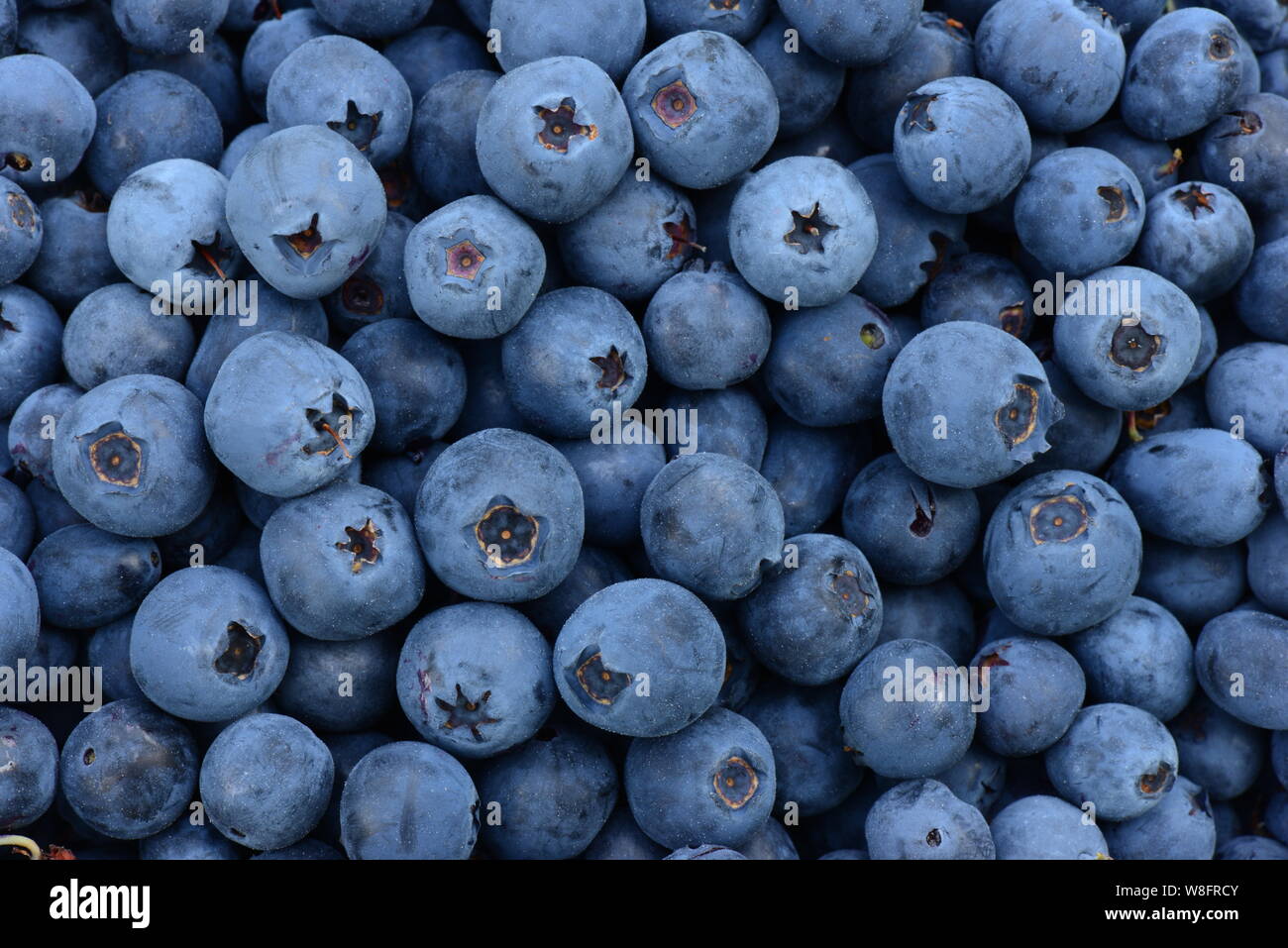 Gesundes Essen Beerenfrucht Dessert aus aromatischen große Reifen Blaubeeren Stockfoto