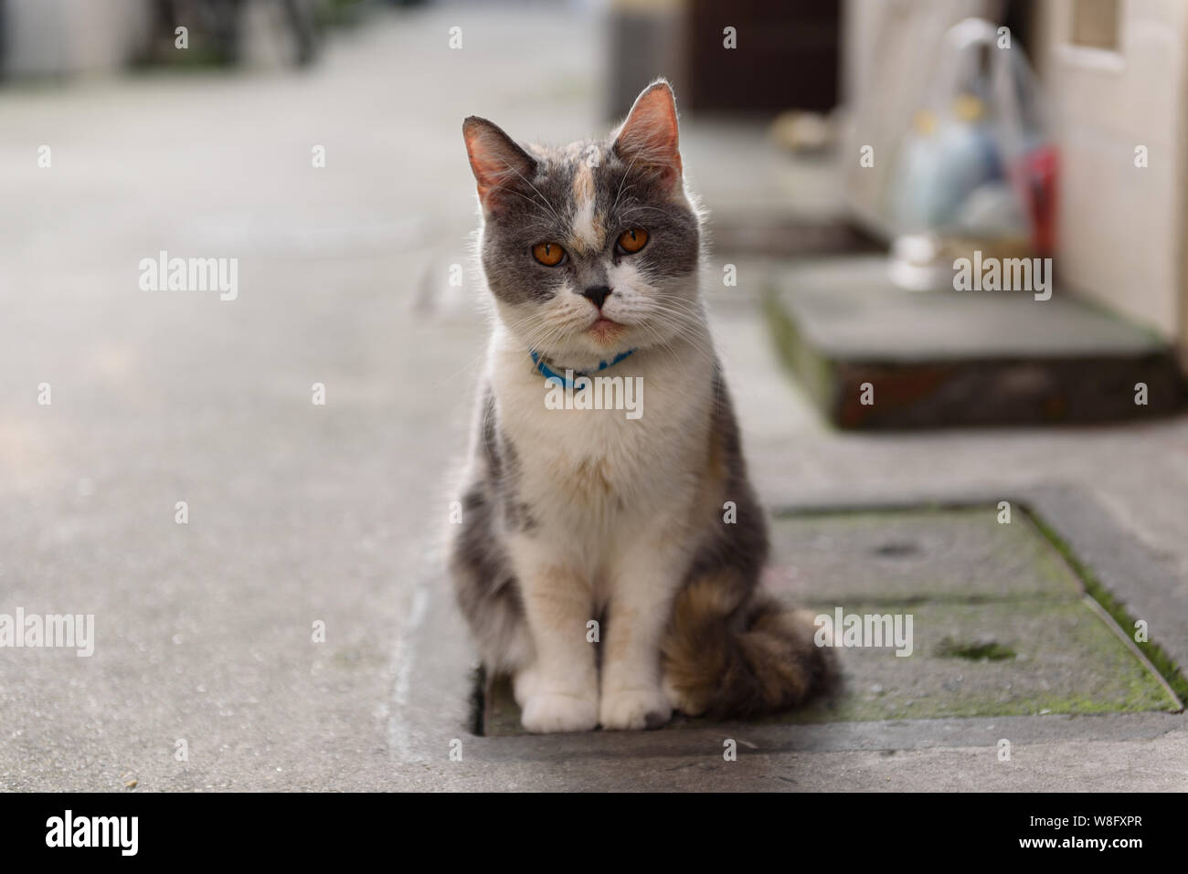 Graue Katze Alle Graue Katzen 2019 12 10