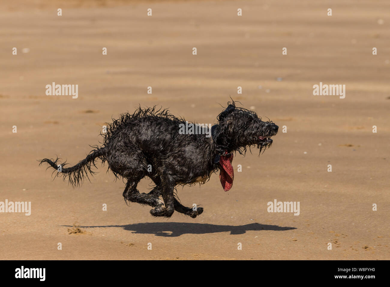 Ein shaggy nasser Hund auf der Jagd nach einem Ball am Strand Stockfoto