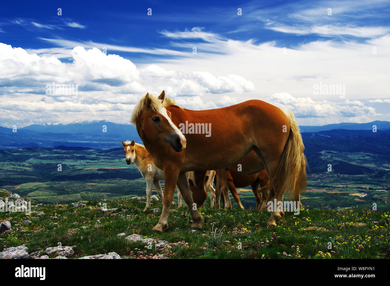 Herde von Pferden in der Konyavska Berg, in der Nähe der Stadt Ruse, auf etwa 1400 Metern über dem Meeresspiegel Stockfoto