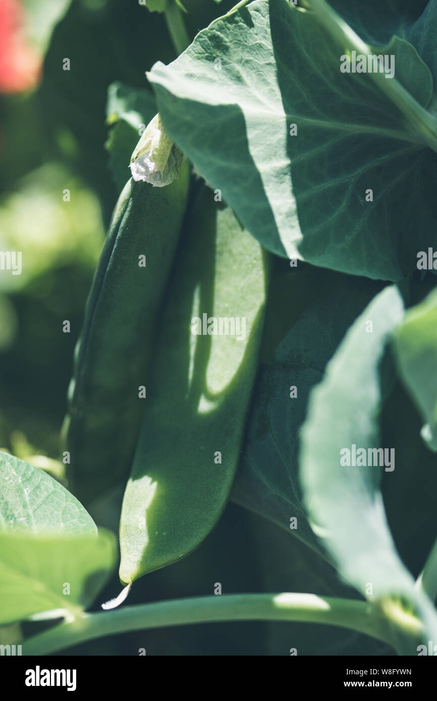 Lifestyle Bild von Garten Erbsen wachsen auf der Anlage mit Sommer Schatten spielen über die Blätter und Pod Stockfoto