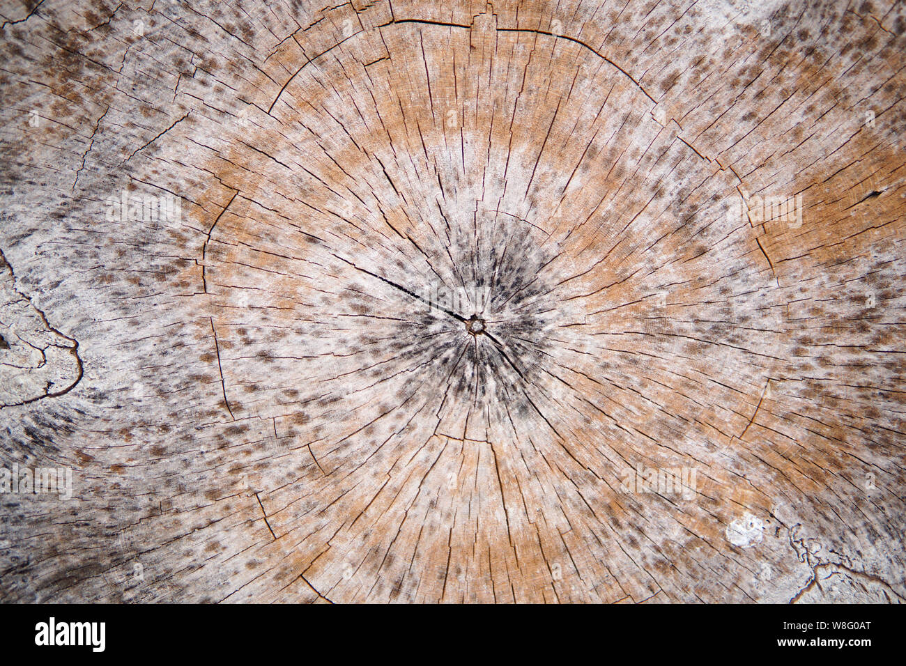 Holz Textur Hintergrund. Oberfläche von Holz mit der Natur Farbe und Muster. Querschnitt durch einen Schnitt am Ende Holz- Strukturierte anmelden. Stockfoto