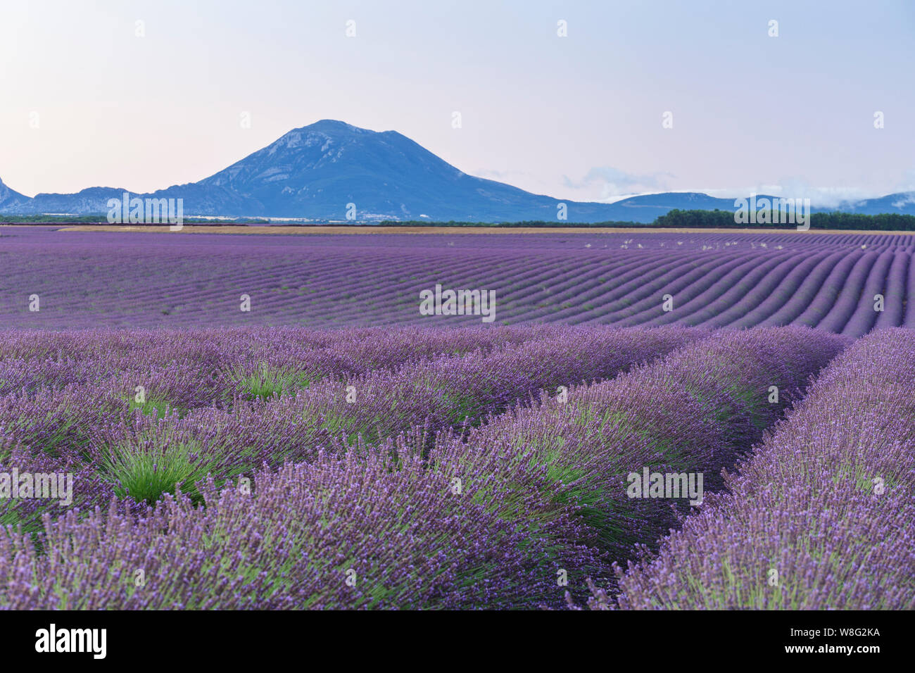 Lavendel Feld auf dem Plateau de Valensole, Provence, Frankreich. Stockfoto