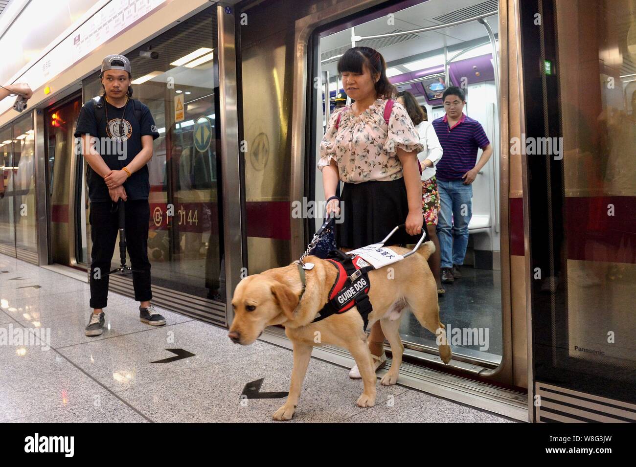 Blindenhund Zi Long führt seinen Besitzer Wu Wenhao aus einer U-Bahn an der U-Bahnstation in Peking, China, 1. Mai 2015. Beijing am Freitag (1. Mai 2015) Stockfoto